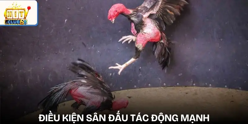 nhung yeu to anh huong den ket qua da ga dieu kien thi dau