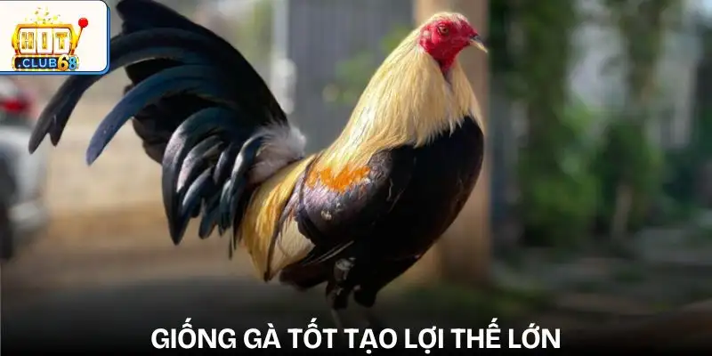 nhung yeu to anh huong den ket qua da ga giong ga va dac diem di truyen