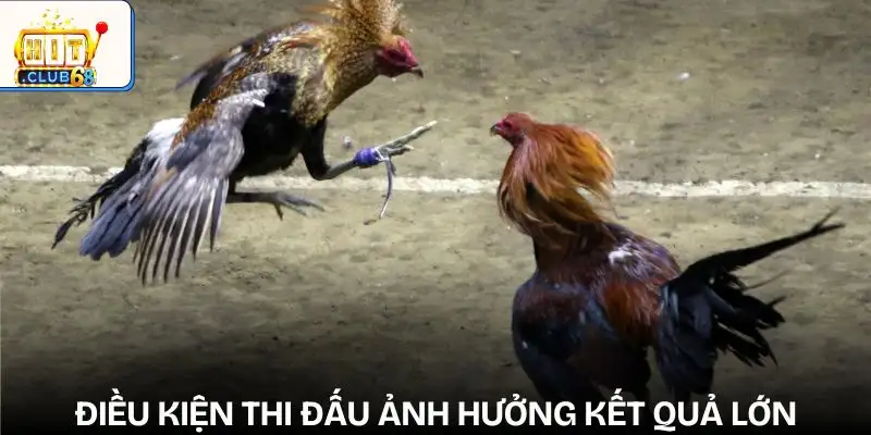 sai lam thuong gap khi cuoc da ga bo qua yeu to dieu kien thi dau