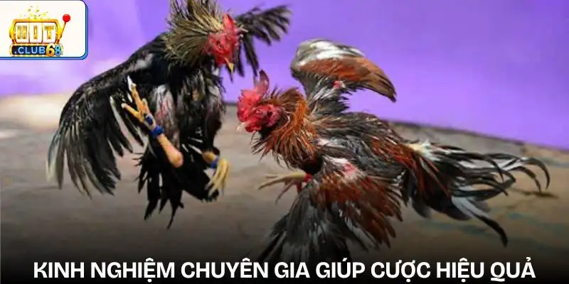 sai lam thuong gap khi cuoc da ga tham khao kinh nghiem tu nguoi co chuyen mon